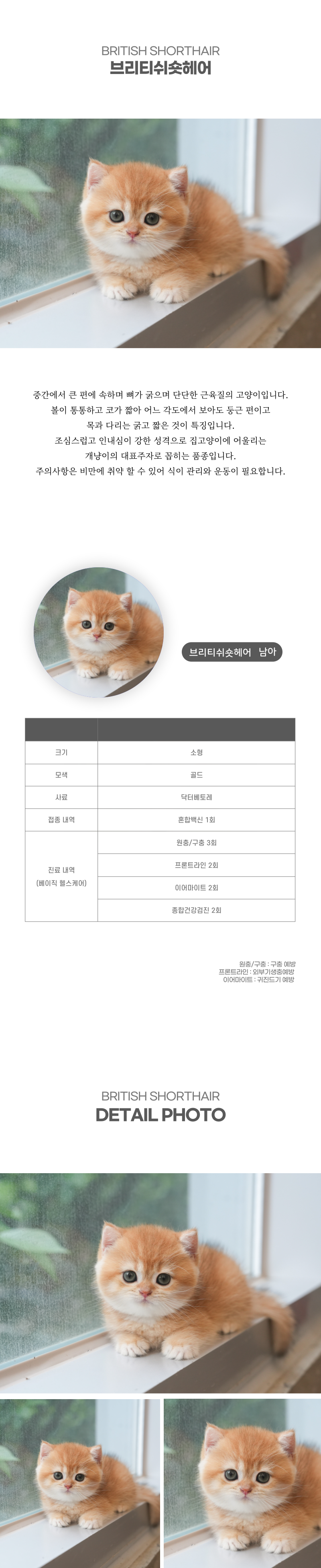 브리티쉬숏헤어_상세이미지_2